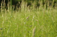 gras.jpg