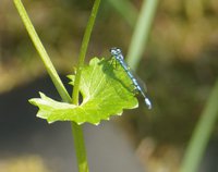 libelle1.jpg