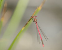 libelle2.jpg