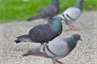 maastricht_tierpark-6.jpg