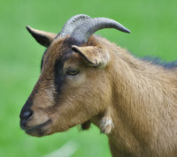 maastricht_tierpark-9.jpg