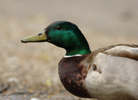 maastricht_tierpark-1.jpg