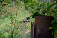 katze1.JPG